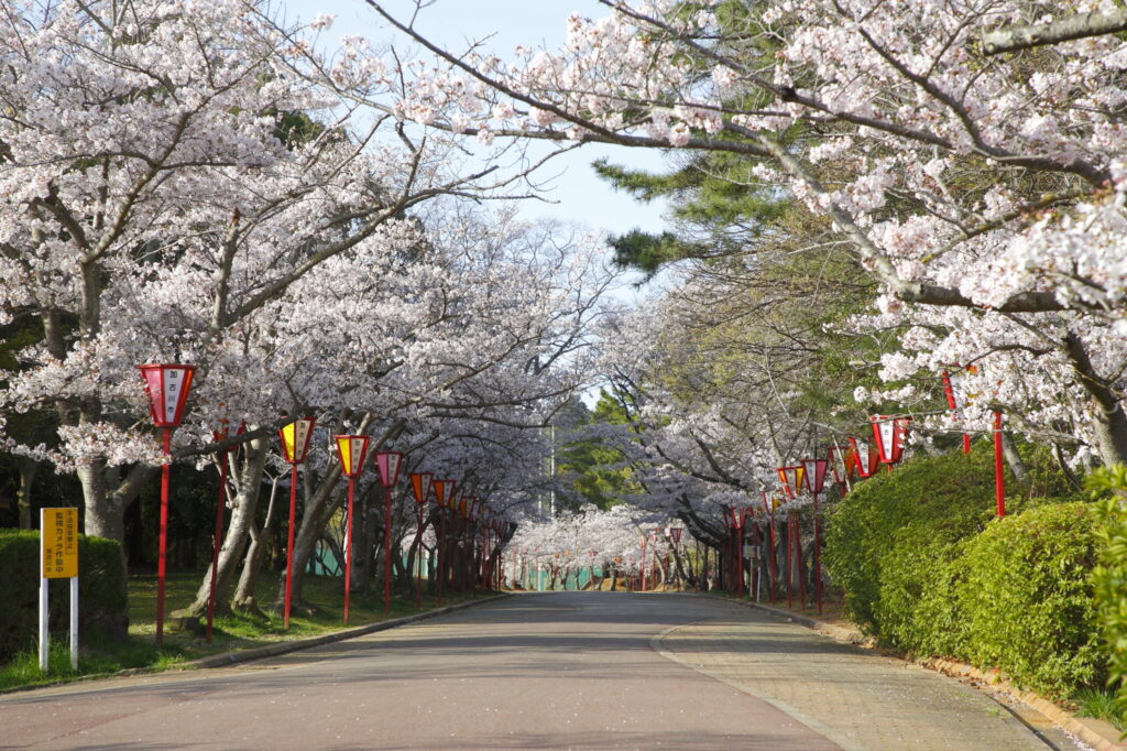 桜満開の日岡山公園
